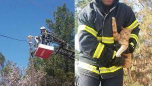 Hilvan'da kedi operasyonu