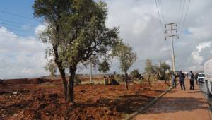 İmara açılan arazilerdeki ağaçlar nakil ediliyor