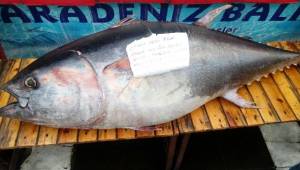 Kebap Diyarı Urfa'da 2 Metrelik Balık ilgi odağı oldu