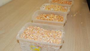 ŞUTB’DE Dane Mısır İhalesi