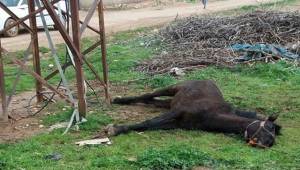 Akıma Kapılan At Telef Oldu