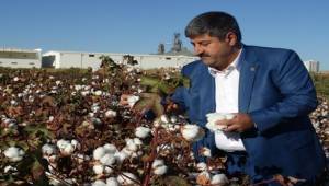 Pamuk Desteklemeleri Ödenmeye Başlıyor