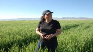 Aşırı Yağışlar Çiftçileri Zorladı