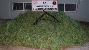 Şanlıurfa’da 4 bin kök kenevir ele geçirildi