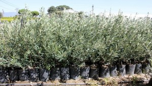 Bozova'da Zeytin Fidanı Dağıtılacak