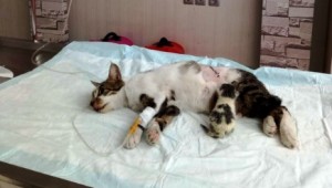 Doğum yapamayan kediye sezaryen operasyonu 