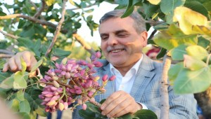 Fıstığın Ana Vatanı Şanlıurfa'dır