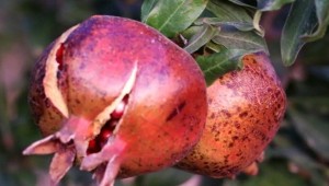 Karaköprü Narı Tescillendi