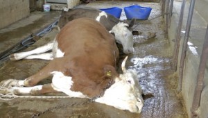 Elektrik akımına kapılan inekler telef oldu 