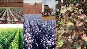 Pamuk Çiftçisi Yeni Bir Şok Yaşıyor