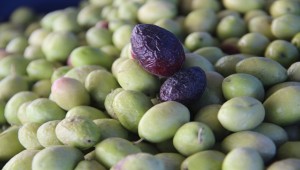 Şanlıurfa'da Zeytin Tarımında Artış Yaşandı