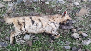 Çizgili Sırtlan Ölü Olarak Bulundu