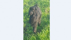 Urfa'da 3 Ayaklı Oğlak Dünyaya Geldi