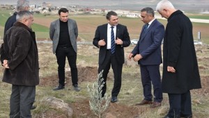 Urfa'da Dikilen Zeytin Fidanlarının Yüzde 90'nı Tuttu