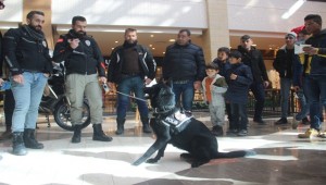 Dedektör Köpek İlgi Odağı Oldu