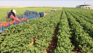 GAP İle Topraklar Suya İnsanlar Refaha Kavuşuyor