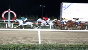 Haliliye Koşusunu Pirsus İsimli Safkan Kazandı