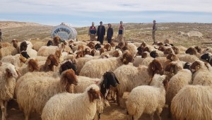 Harran'da 75 Hayvanı Çalan 2 Kişi Tutuklandı