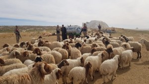 Harran'da 75 Küçükbaş Hayvan Çalındı 2 Tutuklama