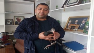 Kelaynak Kuşunu Köpeklerin Elinden Kurtardı