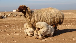 TİGEM'de İvesi Koyun Sayısı 100 Bini Buldu