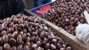 Urfa'ya Yabancı Kestanede Çin'den Geliyor