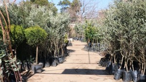 Urfalılar Meyve ve Çam Ağaçlarına Yöneldi