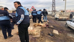 Viranşehir'de Kaçak Hayvan Kesenlere Operasyon