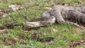Burdur'dan Getirildi Urfa'da Doğaya Bırakıldı