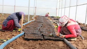 Doğu'nun seracılık merkezi Şanlıurfa oluyor