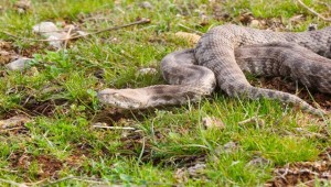 Engerek Yılanı Şanlıurfa Bozkırlarında Doğaya Salındı