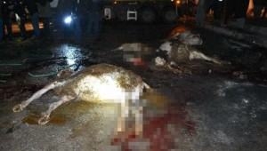 Evler su altında kaldı, hayvanlar telef oldu 