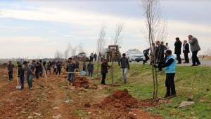 Harran çatında dikilen ağaçlara can suyu verildi