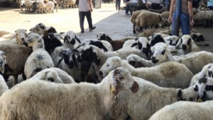 Korona virüsü bölgenin en büyük hayvan pazarını vurdu 