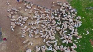 Kuzuların anneleri ile buluşması havadan görüntülendi 