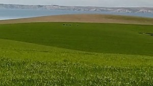 Tarlada görülen domuzlar havyan sahiplerini korkutuyor 