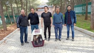 Tedavi edilen kızıl akbaba doğaya bırakıldı 