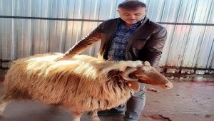 Tüm Şehitler İçin Şanlıurfa'da Kurbanlar Kesildi