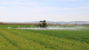 Urfa'da Yem Bitkisi Eken Çiftçiler Umutlu 