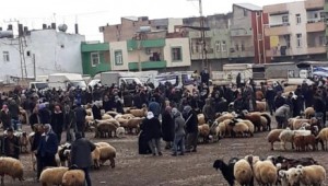 Viranşehir’de hayvan pazarı kapatıldı 