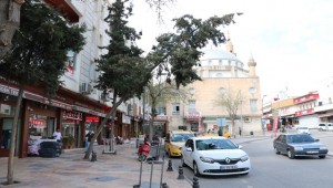 Balıklıgöl Caddesinde Eğilen Ağaç Tehlike Saçıyor