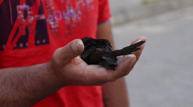 Ceylanpınar'da bir vatandaş Ebabil kuşu buldu