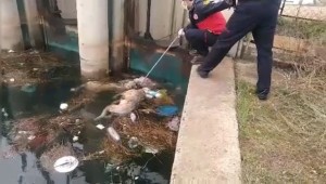 Kanaldaki köpek boğulan arkadaşını kurtarmaya çalıştı