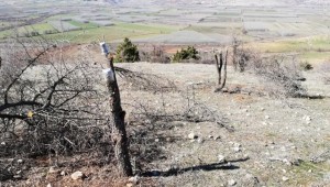 Müdür Çiçek : 600 hektarlık alanda alıç meyvesi aşıladık