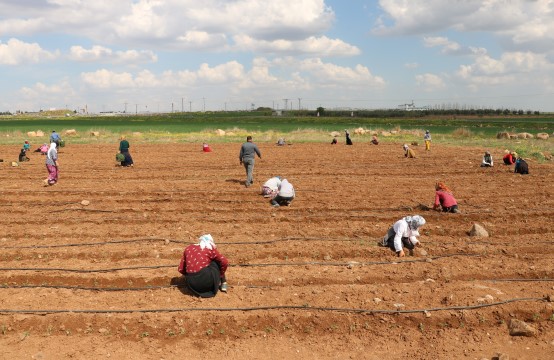 Tarım işçileri sosyal mesafe kuralına uyuyor 