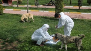 Urfa'da Sokak Hayvanları Unutulmadı