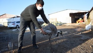 Şanlıurfa’da çiftliğe sığınan yaralı turna tedavi altına alındı