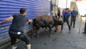 Şanlıurfa’da kaçan boğalar sahibine zor anlar yaşattı 