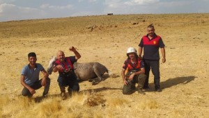 Siverek’te su kuyusuna düşen atı itfaiye ekipleri kurtardı 