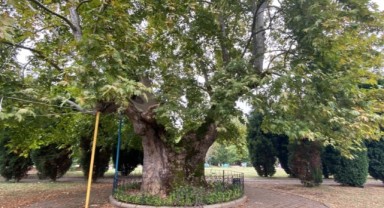 Bu ağaç 929 yaşında